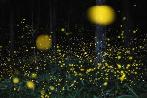 3688720-prendere-lucciole-per-pennelli-le-opere-di-hiramatsu-tsuneaki.600x400