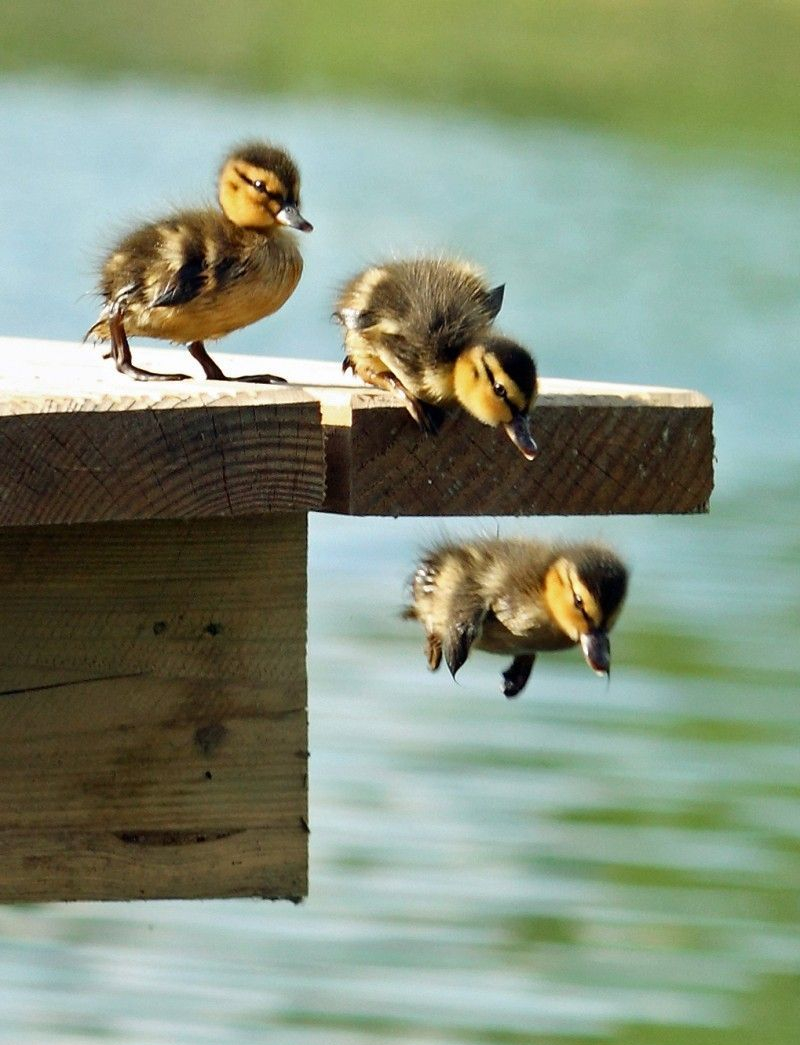 anatroccoli che saltano